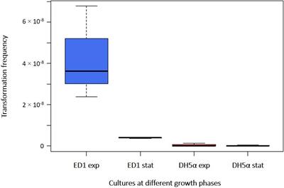 An Environmental Escherichia coli Strain Is Naturally Competent to Acquire Exogenous DNA